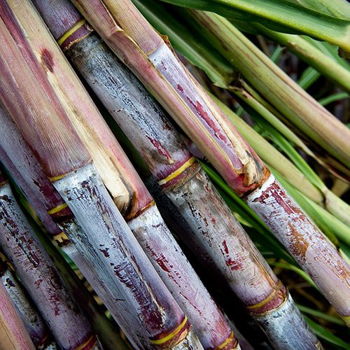 Sugarcane Photo
