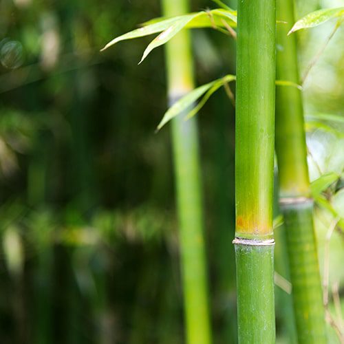 Green Bamboo